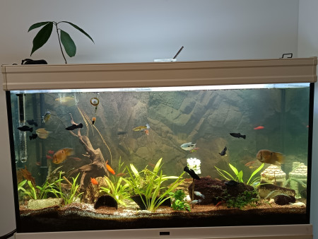 aquariophile Sinedis35