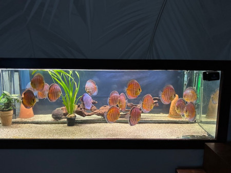 aquariophile tropicalfish60