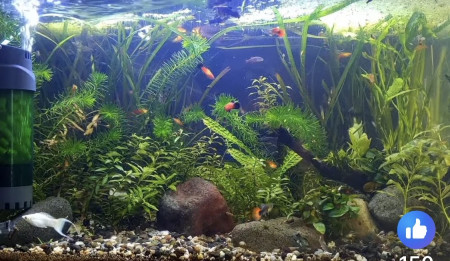 aquariophile Alexbonsecours