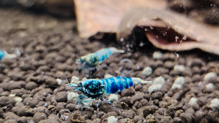 aquariophile shrimp75