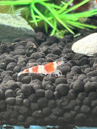 aquariophile Mushu95