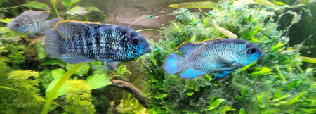 aquariophile Benj75012