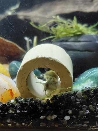 aquariophile Aquariophile_du_62