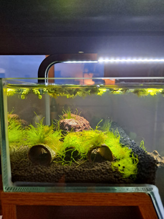 aquariophile Patoche59