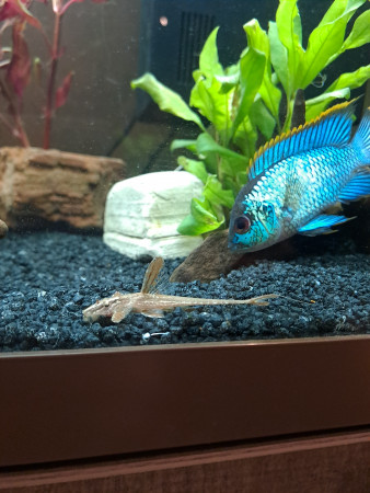 aquariophile Audrey76