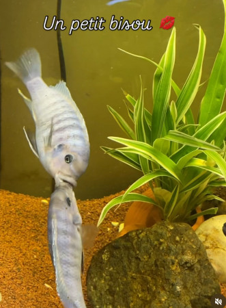 aquariophile GeorgesG