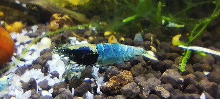 aquariophile Olivier1977