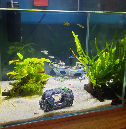 aquariophile LeaCaroNathi