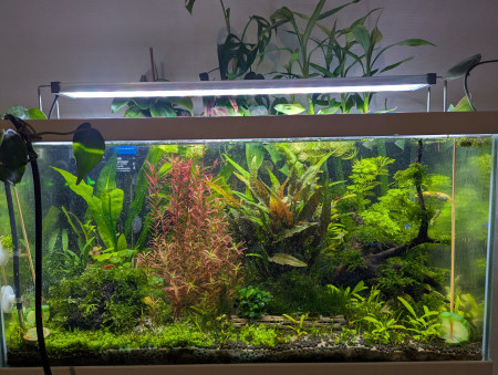 aquariophile Robin1234