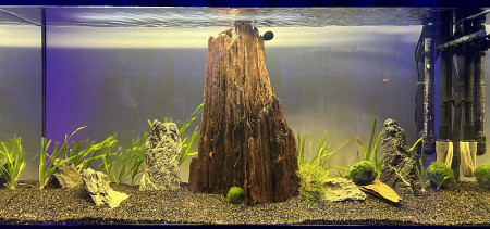 aquariophile HondaCivicRaccoon