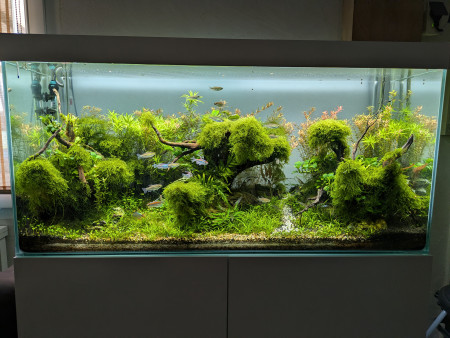 aquariophile Pierremifr64