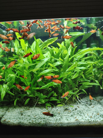 aquariophile Ginkgo_13