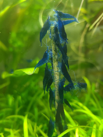 aquariophile Satlosare