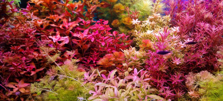 aquariophile SuperMonkey