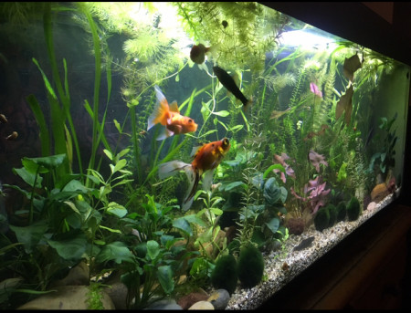 aquariophile Stephdep32