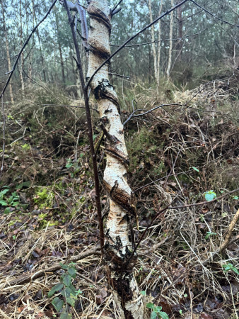 aquariophile Viguiry