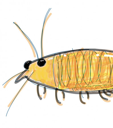 aquariophile melandre