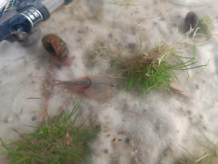 aquariophile ilovehamster78