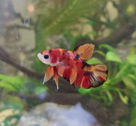 aquariophile Nymeria