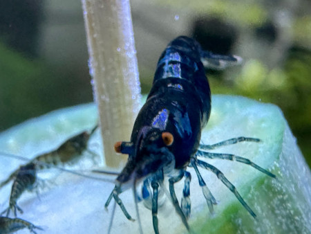 aquariophile Jerem95