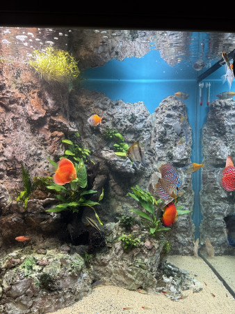 aquariophile Gatchou