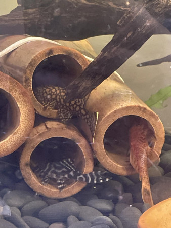 aquariophile Bastien71