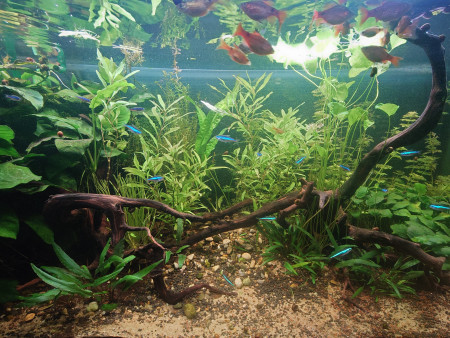 aquariophile Lysphea