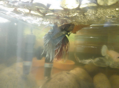 aquariophile Tomix_1er