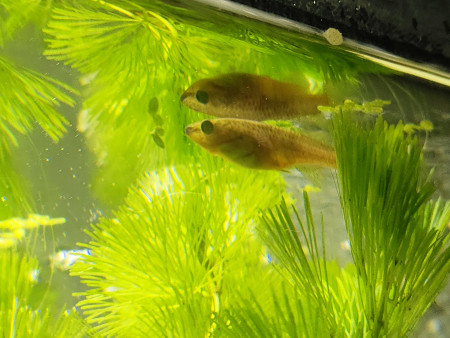 aquariophile Slumpi_26