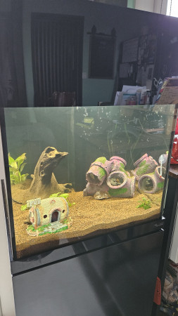 aquariophile Aureni3340