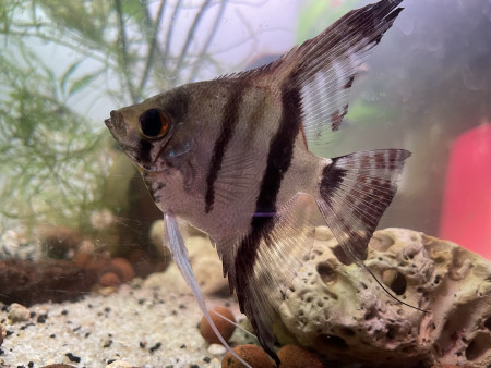 aquariophile Zacharia.souffron