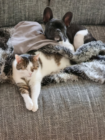 aquariophile Lafeeverte