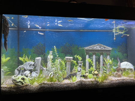 aquariophile Alexandredu83