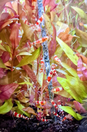 aquariophile PHIPHI44300