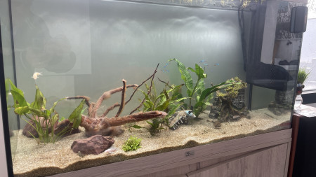 aquariophile Flojojo34