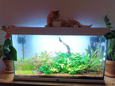 aquariophile thomas-vljn