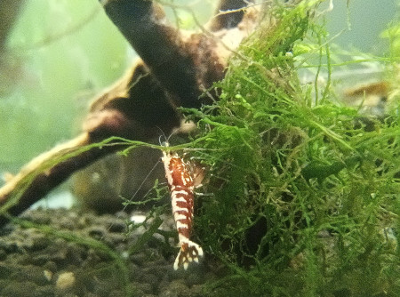 aquariophile Chewbaccka