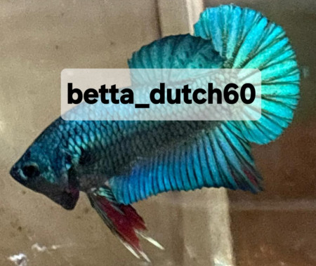aquariophile Betta_dutch60