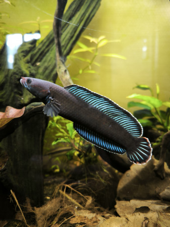 aquariophile Guigui-tkt