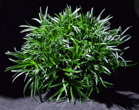 aquariophile oophiopogon