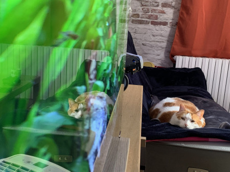 aquariophile Karen276