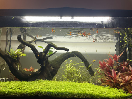 aquariophile Alphabar