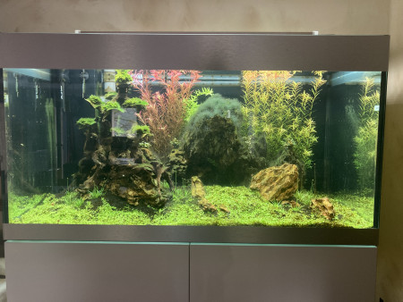 aquariophile Gillesgad