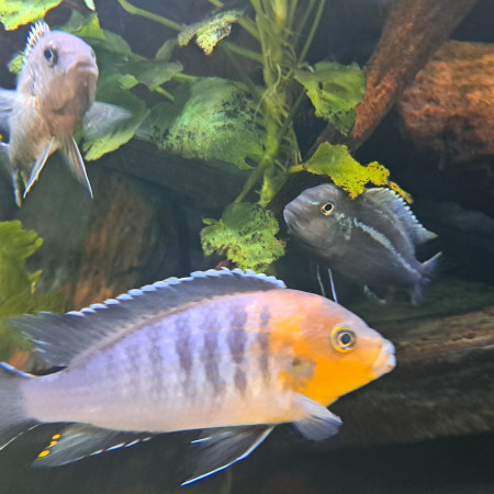 aquariophile FanchCichlide