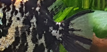 aquariophile Obi.fish