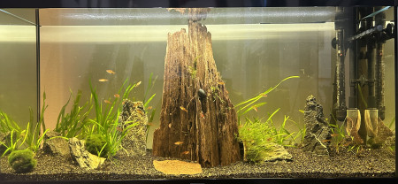 aquariophile HondaCivicRaccoon