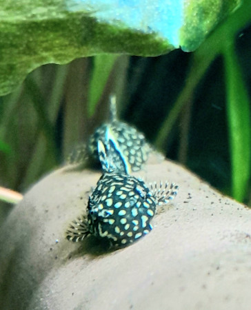 aquariophile AngePau23