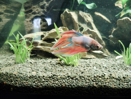 aquariophile Cendra03