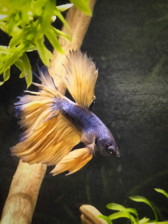 aquariophile Fleurise