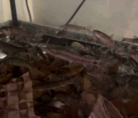 aquariophile veronique83210